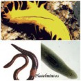 /album/reino-animal/platelmintos-jpg/
